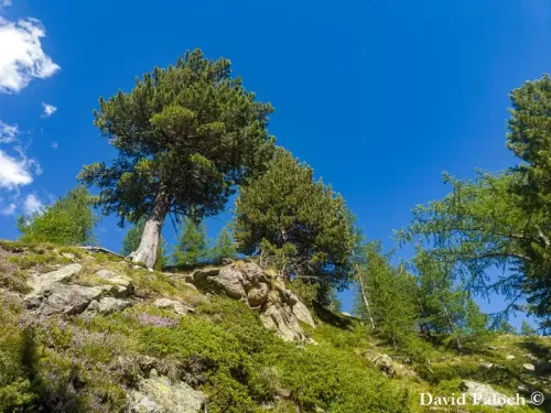 Pinus cembra - Pino cembro, Pino delle Alpi, Cembro, Cirmolo