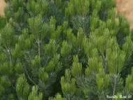 Pinus cembroides