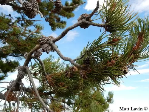 Pinus contorta var. latifolia - Pino lodgepole