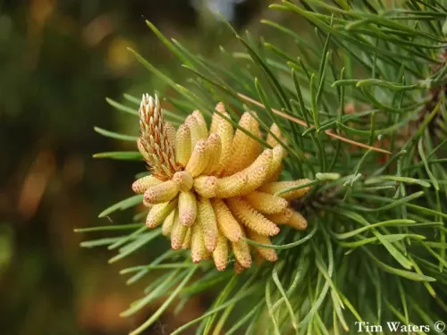 Pinus contorta - Pino contorto