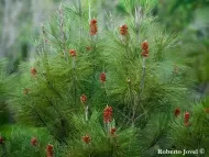 Pinus cubensis