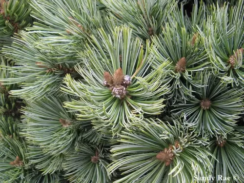 Pinus culminicola - Pino di Potosí