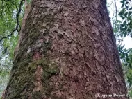 Pinus dalatensis