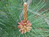 Pinus densata