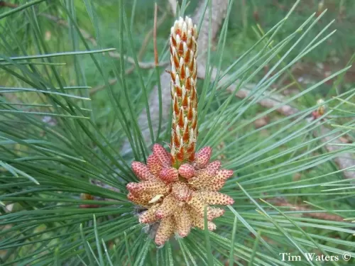 Pinus densata - Pino di Gaoshan