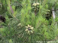 Pinus densiflora