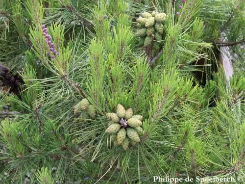 Pinus densiflora - Pino rosso del Giappone, Pino densifloro