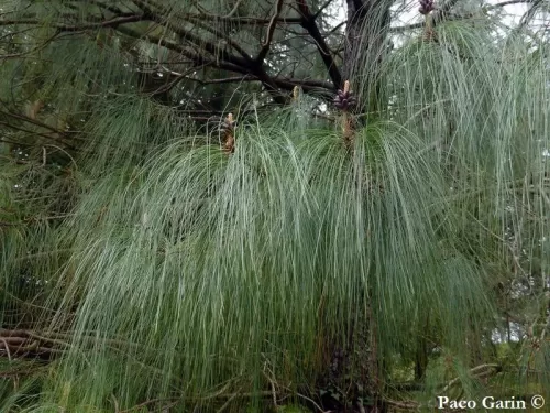 Pinus devoniana - Pino di Michoacán