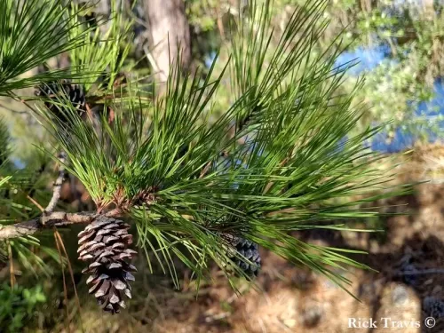 Pinus echinata - Pino a foglia corta