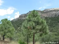 Pinus engelmannii 