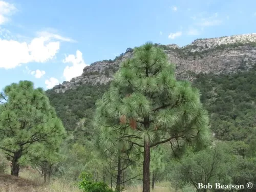 Pinus engelmannii - Pino di Engelmann