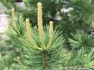 Pinus flexilis var. reflexa