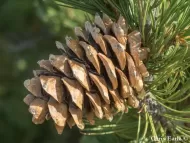 Pinus flexilis   