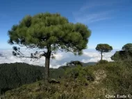 Pinus hartwegii 
