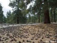 Pinus jeffreyi