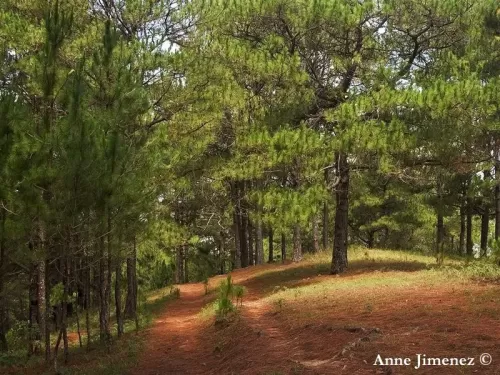 Pinus kesiya - Pino Khasia
