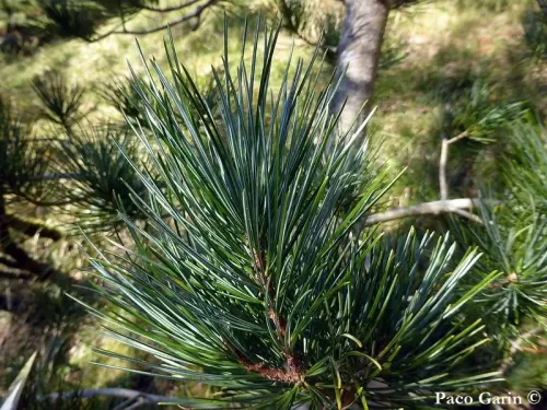Pinus koraiensis - Pino coreano 