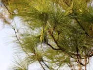 Pinus latteri