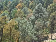 Pinus lawsonii