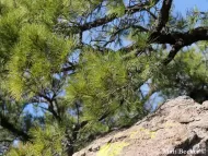 Pinus leiophylla 