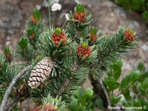 Pinus longaeva - Pino dai coni setolosi dell'ovest