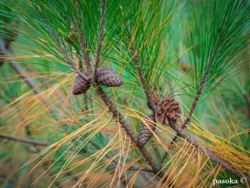 Pinus massoniana - Pino di Masson