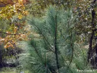 Pinus maximartinezii