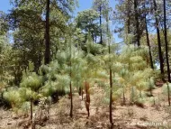 Pinus maximinoi 