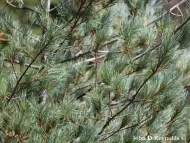 Pinus monticola