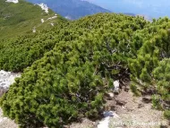 Pinus mugo 