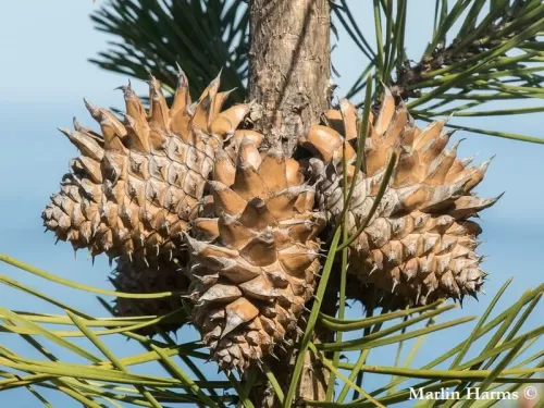 Pinus muricata - Pino muricato