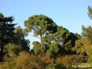 Pinus nigra subsp. laricio 