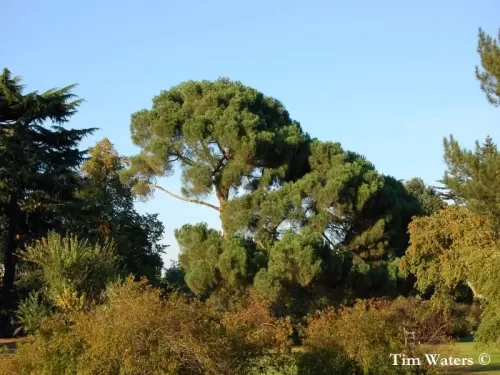 Pinus nigra subsp. laricio - Pino laricio, Pino di Calabria, Pino di Corsica, Pino silano, Pino laricio di Corsica, Pino nero di Calabria