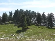 Pinus nigra 