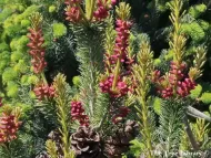 Pinus parviflora 