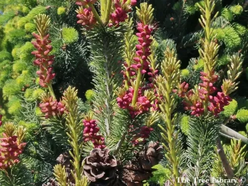 Pinus parviflora - Pino parvifloro, Pino bianco giapponese