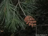 Pinus pinceana