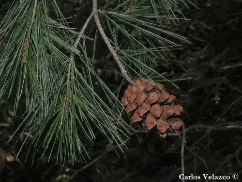 Pinus pinceana - Pino di Pince