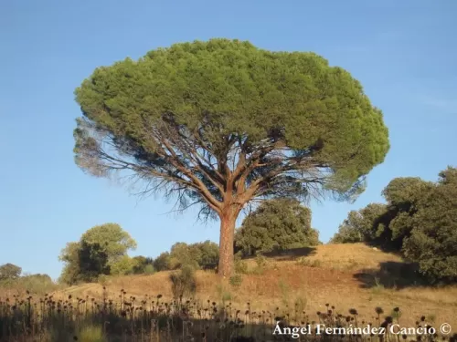 Pinus pinea - Pino domestico, Pino da pinoli