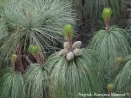 Pinus pseudostrobus var. apulcensis