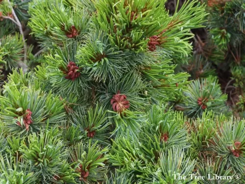 Pinus pumila - Pino nano siberiano