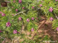 Pinus pungens
