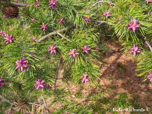 Pinus pungens - Pino montagna della Tavola