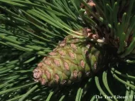 Pinus resinosa