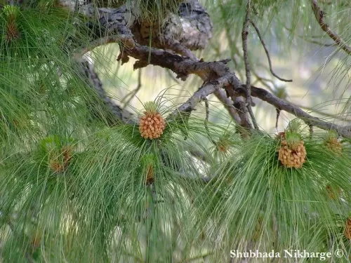 Pinus roxburghii - Pino di Roxburgh, Pino dell'Himalaya