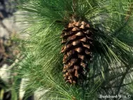 Pinus rzedowskii