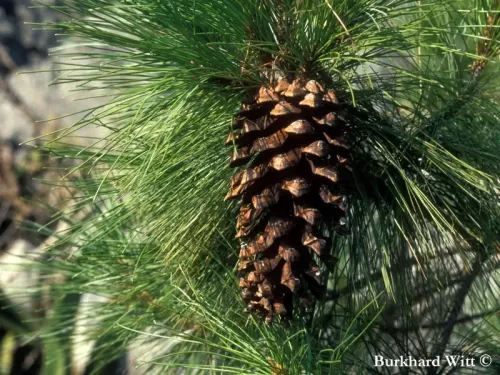Pinus rzedowskii - Pino di Rzedowski