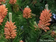 Pinus sylvestris 