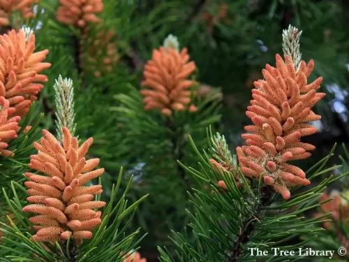 Pinus sylvestris - Pino silvestre, Pino comune, Pino di Scozia, Pino rosso, Pino selvatico