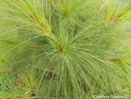 Pinus ayacahuite var. veitchii 